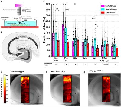 Hippocampus of the APPNL–G–F mouse model of Alzheimer’s disease exhibits region-specific tissue softening concomitant with elevated astrogliosis